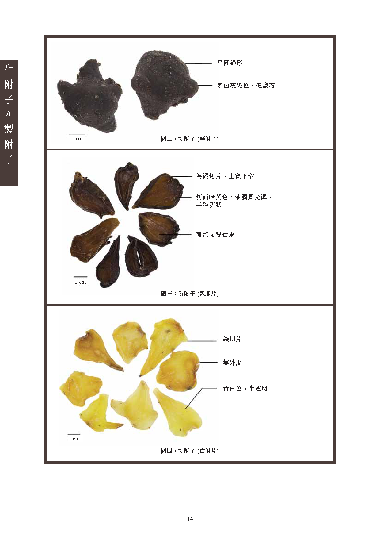 Sheng Fu Zi