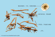 Bai Qian Cynanchum Root