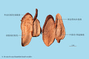 Bai Lian