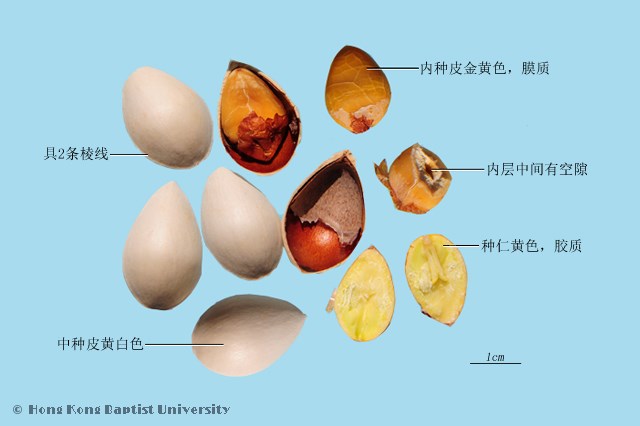 Bai Guo