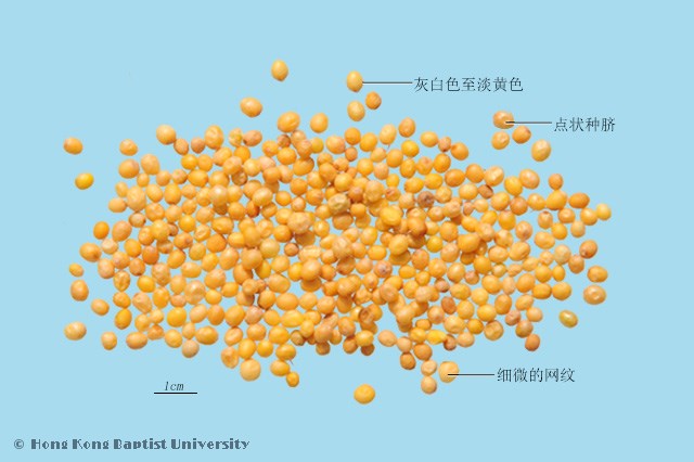 Bai Jie Zi White Mustard Seed