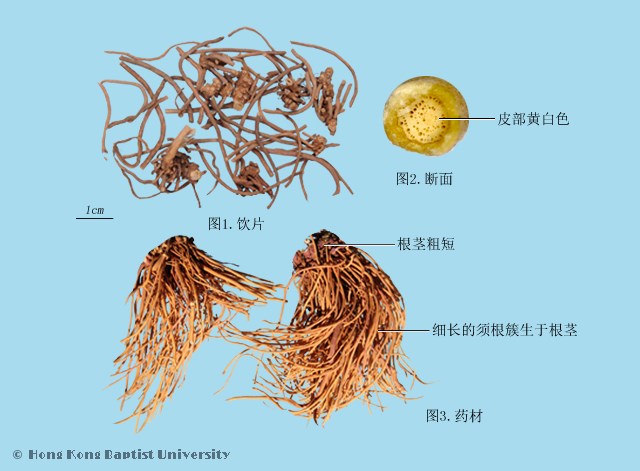 Bai Wei Swallowwort Root