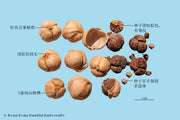 Bai Dou Kou White Cardamom