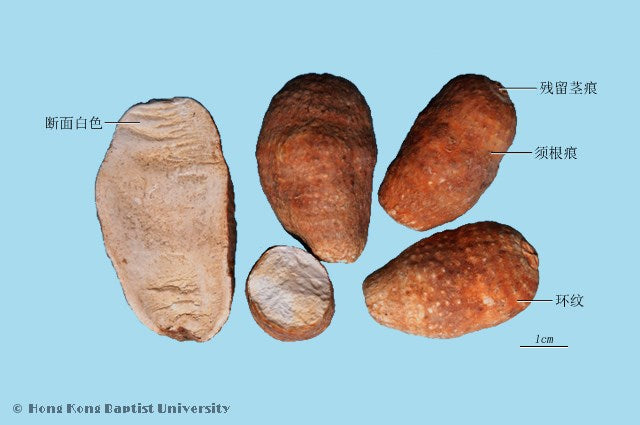 Bai Fu Zi Typhonium Rhizome