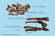 Bai Tou Weng Pulsatilla Root