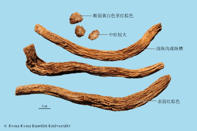Bai Bu Stemona Root