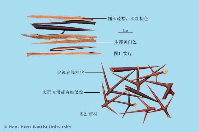 Zao Jiao Ci