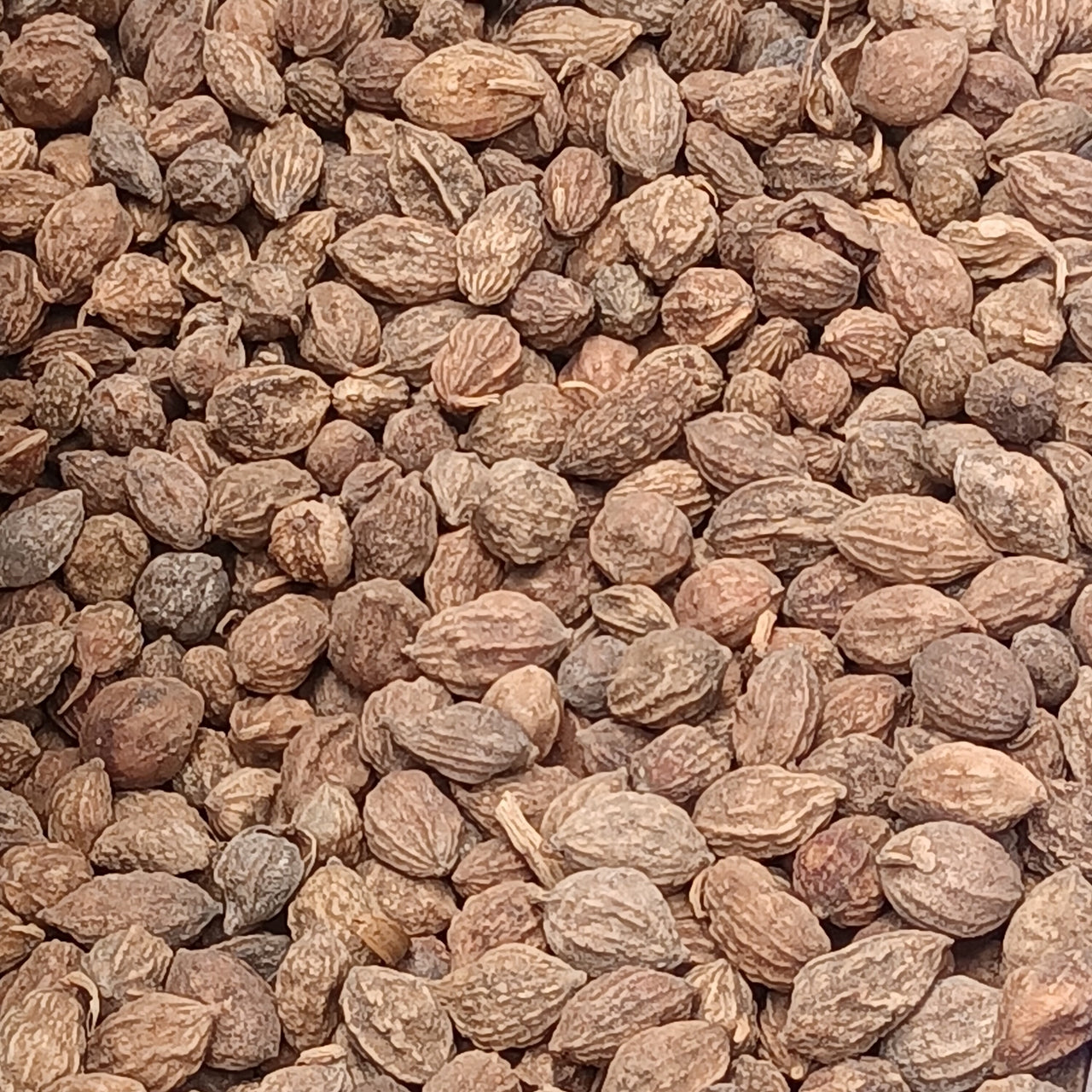 Yi Zhi Ren Alpinia Fruit