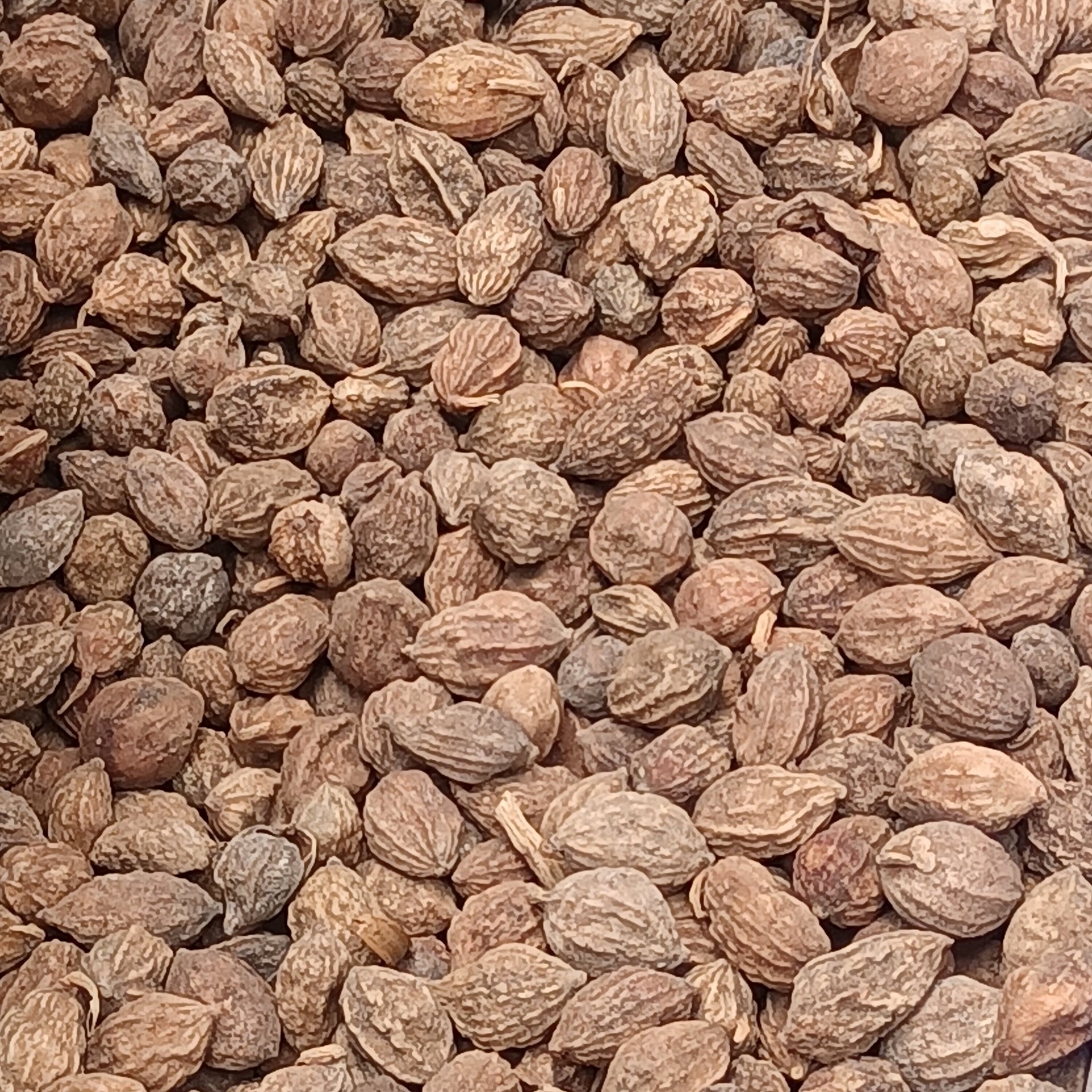 Yi Zhi Ren Alpinia Fruit