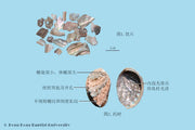 Shi Jue Ming Abalone Shell