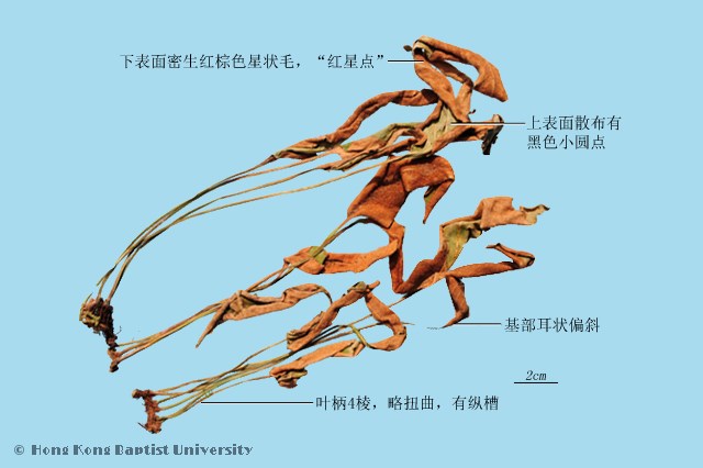 Shi Wei