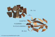 Qin Pi Ash Bark