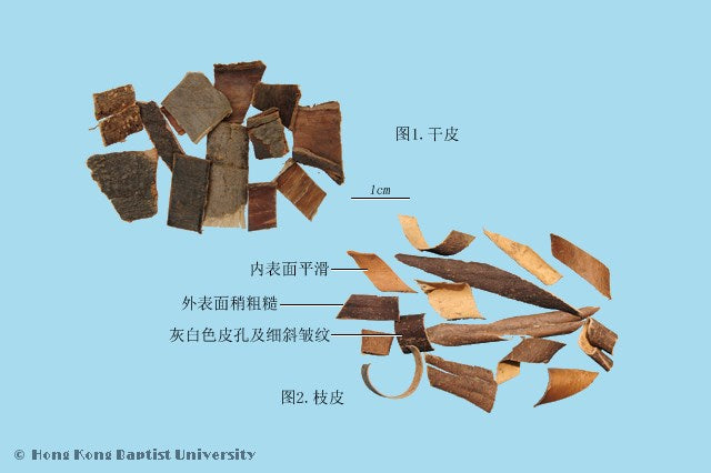 Qin Pi Ash Bark
