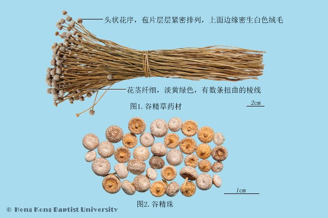 Gu Jing Cao Eriocaulon