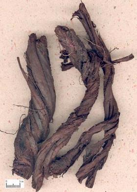 Hong Zi Cao