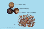 Zi Su Zi