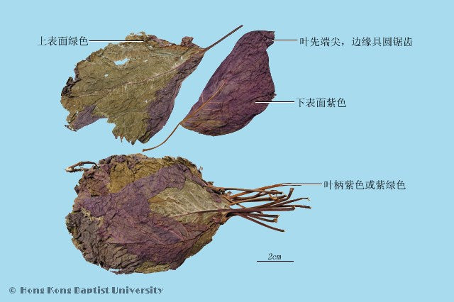 Zi Su Ye Perilla Leaf