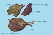 Zi Su Ye Perilla Leaf