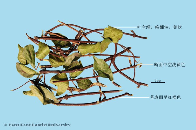 Luo Shi Teng Caulis Trachelospemi