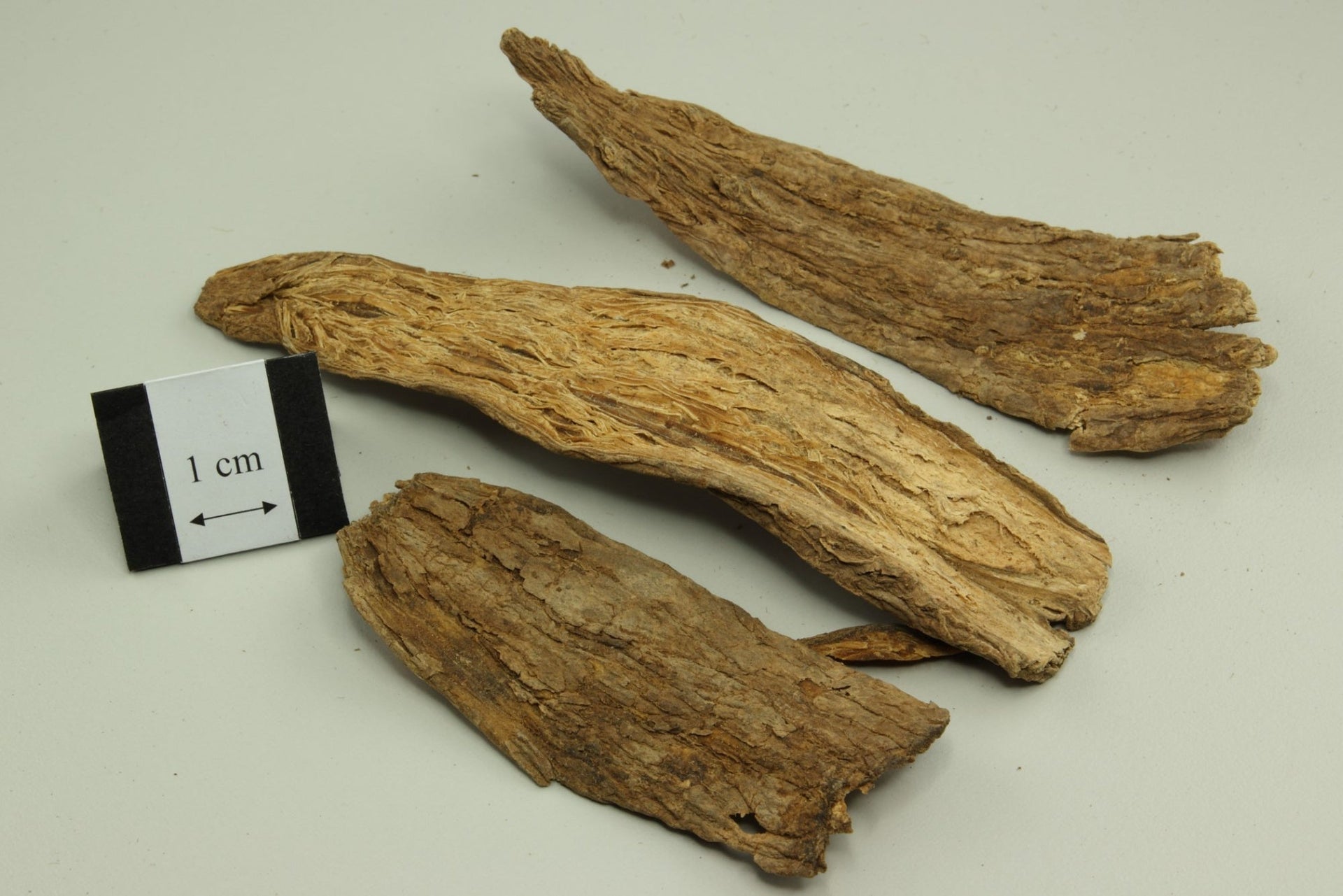 Xu Duan Dipsacus Root