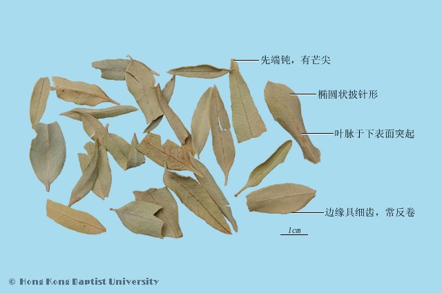 Luo Bu Ma Dogbane Leaf