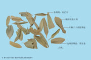 Luo Bu Ma Dogbane Leaf