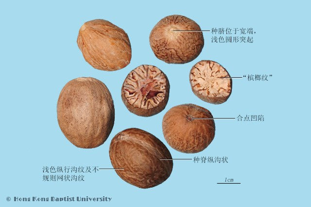 Rou Dou Kou Nutmeg