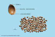Huo Ma Ren Hemp Seed