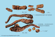 Hu Huang Lian Picrorhiza Rhizome