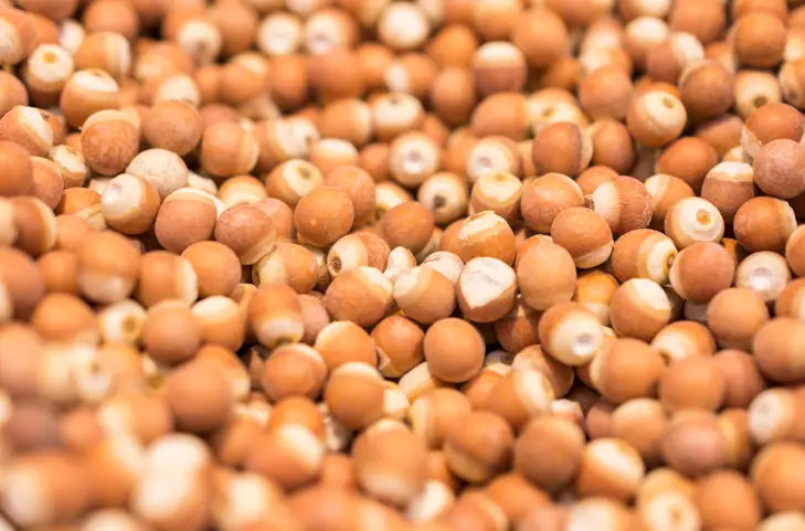 Qian Shi Euryale Seed