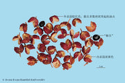 Hua Jiao