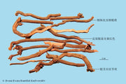 Qian Cao Madder Root