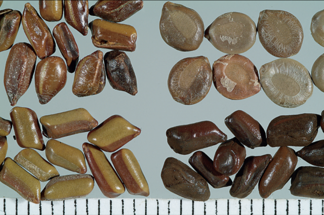 Cao Jue Ming Cassia Seed