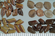 Cao Jue Ming Cassia Seed