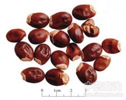 Li Zhi He Litchi Seed