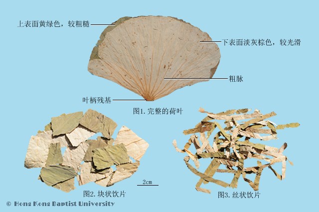 He Ye Lotus Leaf