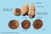 E Zhu