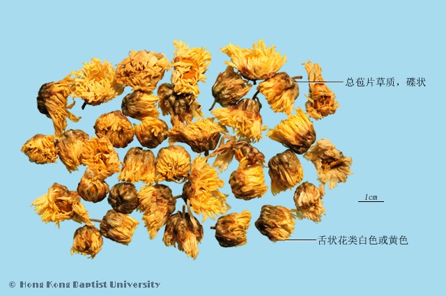Ju Hua Chrysanthemum Flower