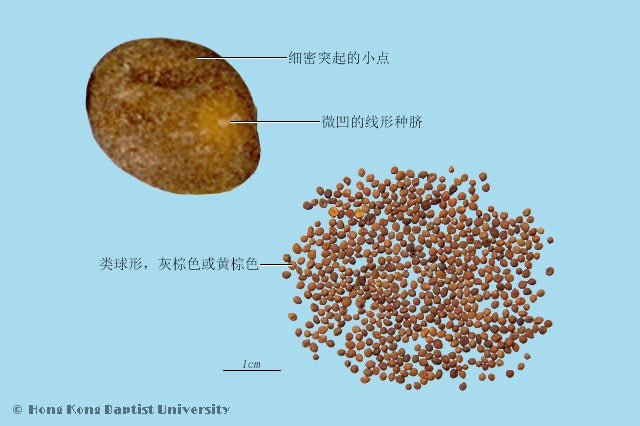 Tu Si Zi Dodder Seed