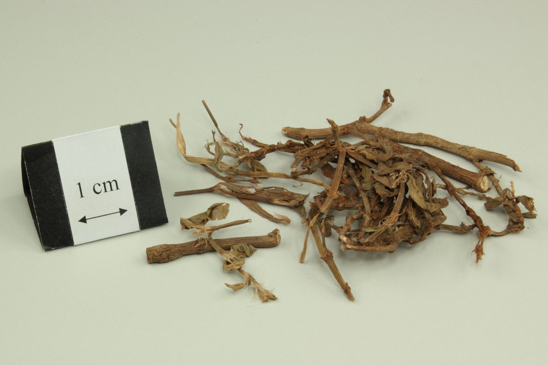 Bian Xu Knotgrass Herb