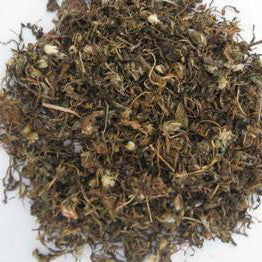 Pu Gong Ying Dandelion