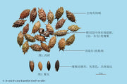 Cang Er Zi