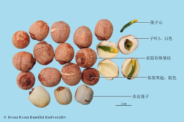 Lian Zi Lotus Seed