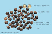 Man Jing Zi Vitex Fruit