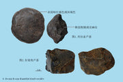 Lu Hui