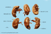 Chan Tui Cicada Slough