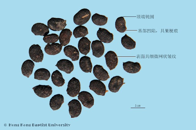 Bu Gu Zhi Psoralea Fruit