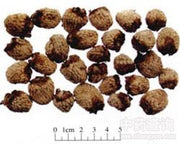 Fu Pen Zi Rubi Fructus