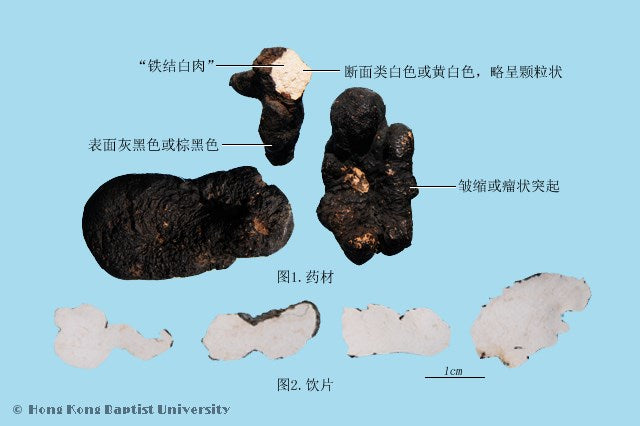 Zhu Ling Polyporus