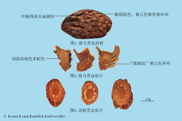 Guan Zhong Dryopteris Root